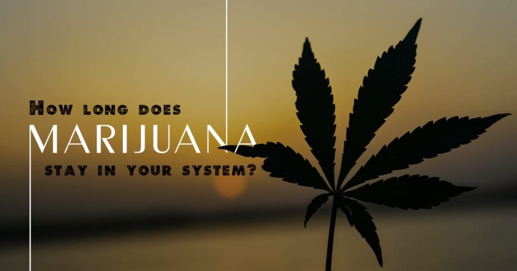 How Long Does Marijuana Stay In Your System? Anchored Tides Recovery